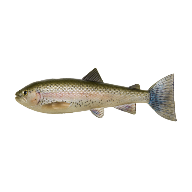 Rainbow Trout