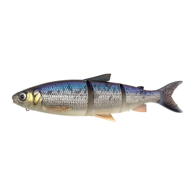 Whitefish