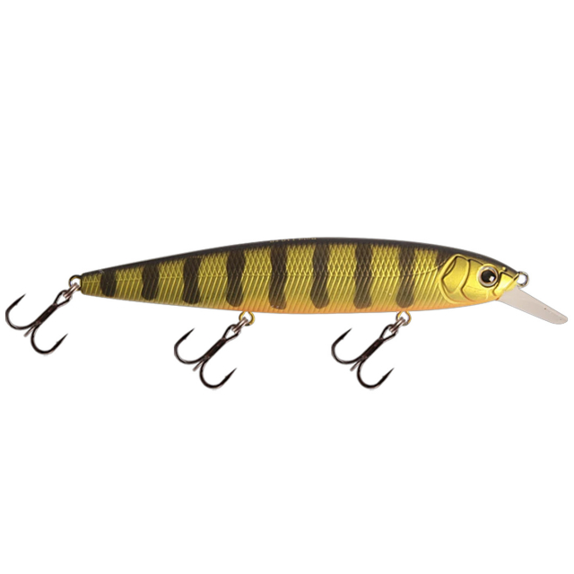 Golden Perch