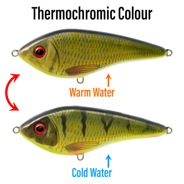 TC Roach / Perch